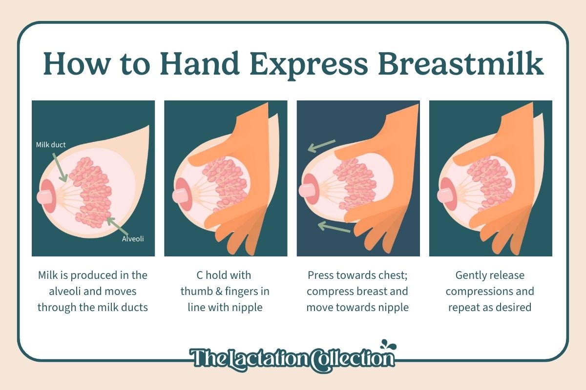 An infographic titled 'How to Hand Express Breastmilk' showing four illustrated steps: 1) Milk production in alveoli, 2) 'C' hold with thumb and fingers aligned with the nipple, 3) Pressing towards the chest to compress breast and move towards the nipple, 4) Gently release compression and repeat as desired.