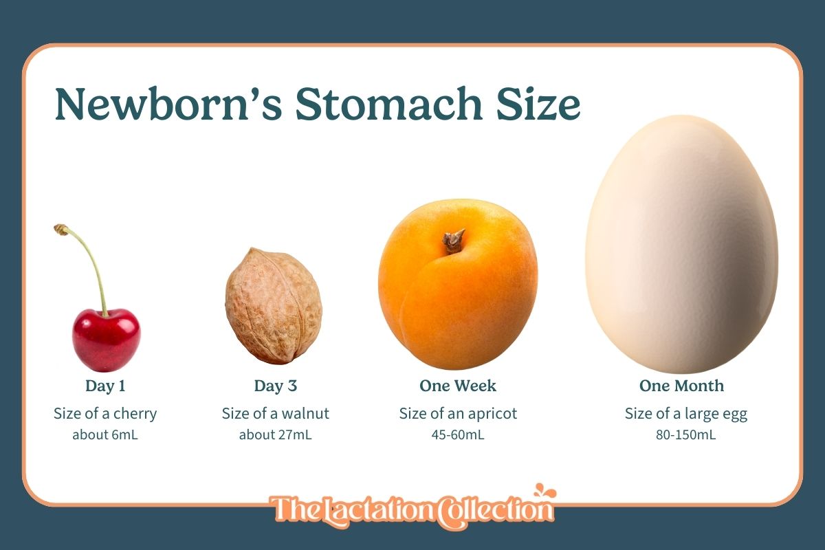 A colorful infographic showing the progression of a newborn's stomach size from day one to one month, comparing it to the size of various objects for clarity.