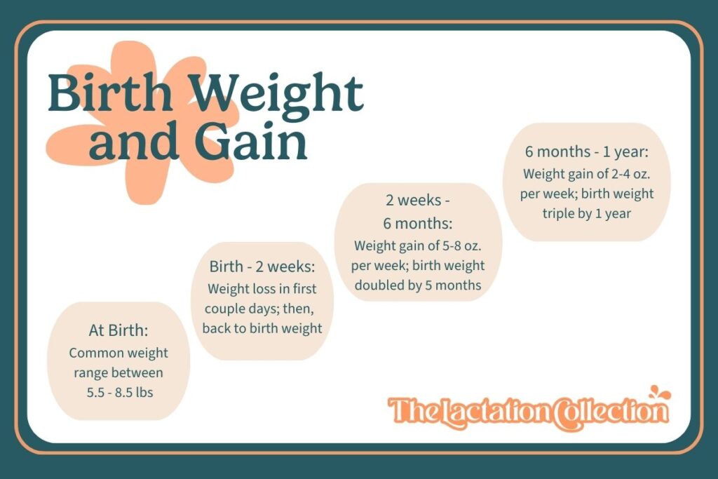 Weight-gain infographic: Birth weight and gain; describes baby weight at birth, 2-weeks, 2-6 months, and 6-12 months