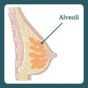 breast alveoli