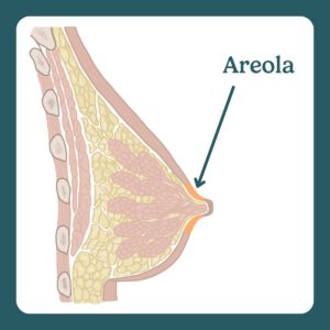 areola