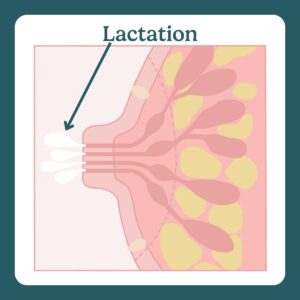 lactation