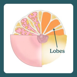 lobes