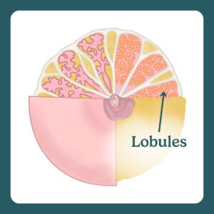 lobules