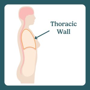 thoracic wall