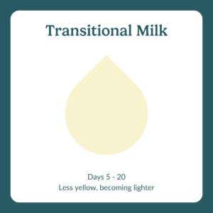 transitional milk