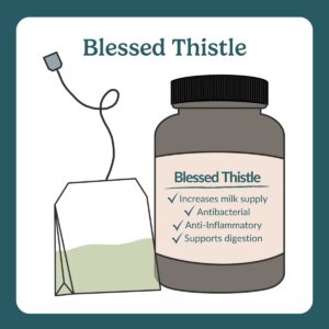 blessed thistle