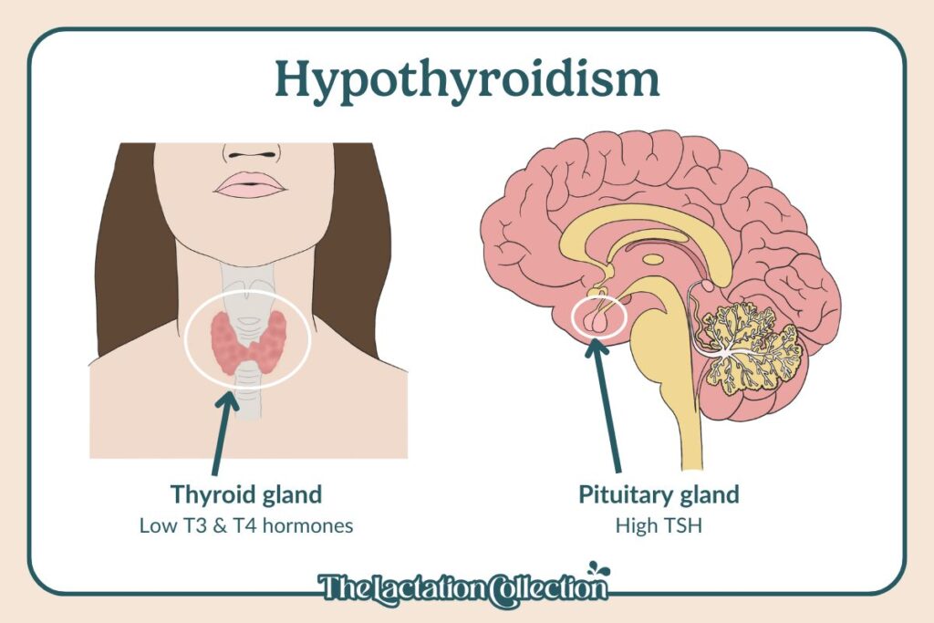 A drawing showing showing the thyroid and pituitary glands