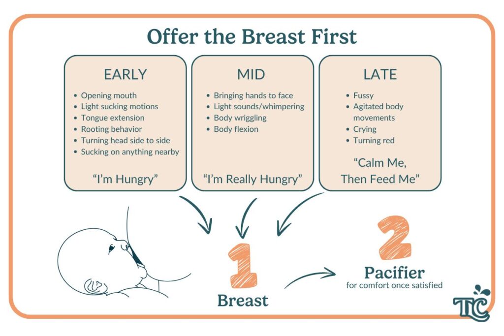 A guide illustrating the signs of hunger in babies, from early rooting behavior to late crying, with recommendations to breastfeed first before offering a pacifier.