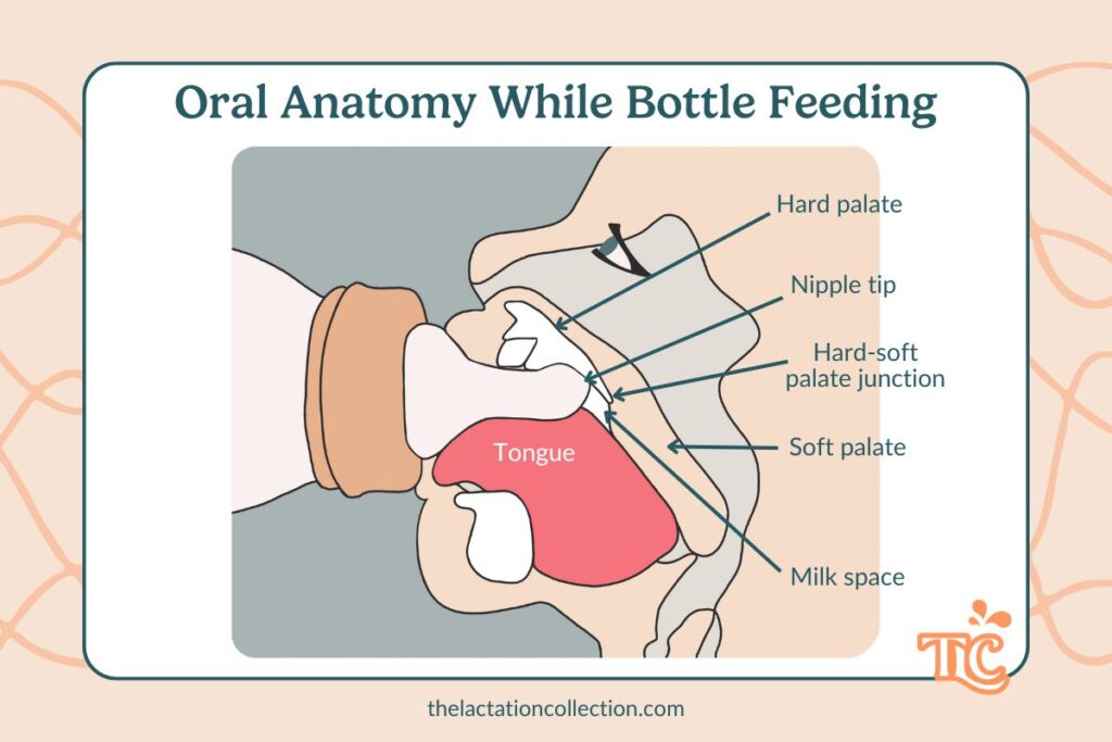 A cross-sectional diagram showing how an infant’s mouth interacts with a bottle nipple, labeling the tongue, hard palate, soft palate, and milk space.