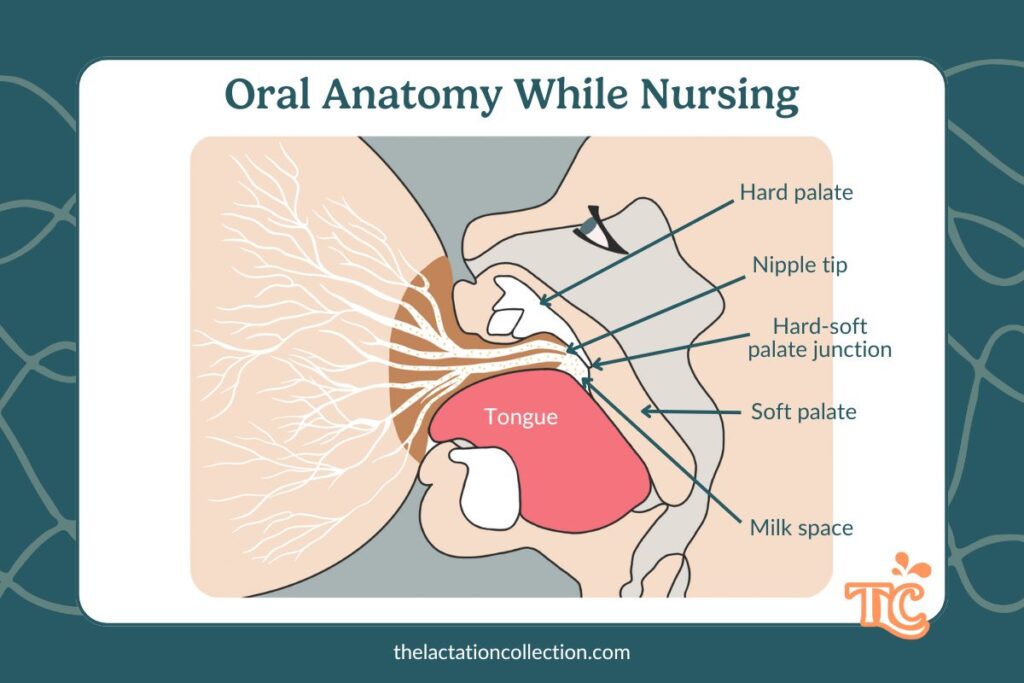 A detailed anatomical illustration showing how a baby’s mouth interacts with the breast while nursing, labeling key structures like the tongue, hard palate, and milk space.