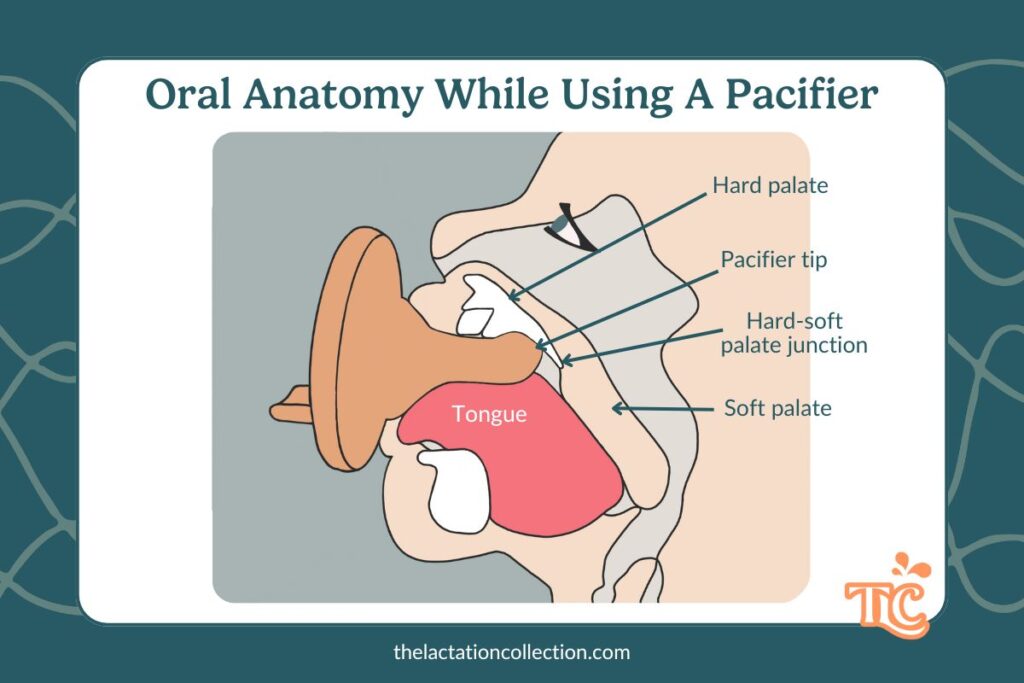 A labeled diagram illustrating oral anatomy while using a pacifier, showing the pacifier tip’s position in the mouth and how the tongue and palate interact with it.