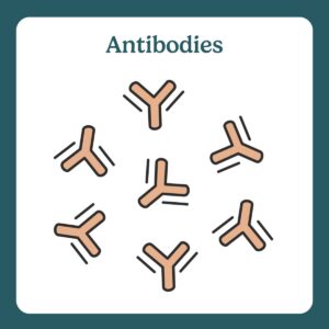 antibodies