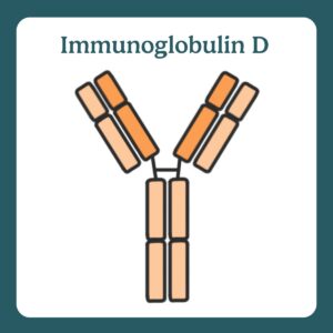 Immunoglobulin D