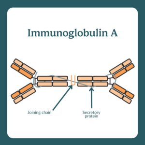 Immunoglobulin A